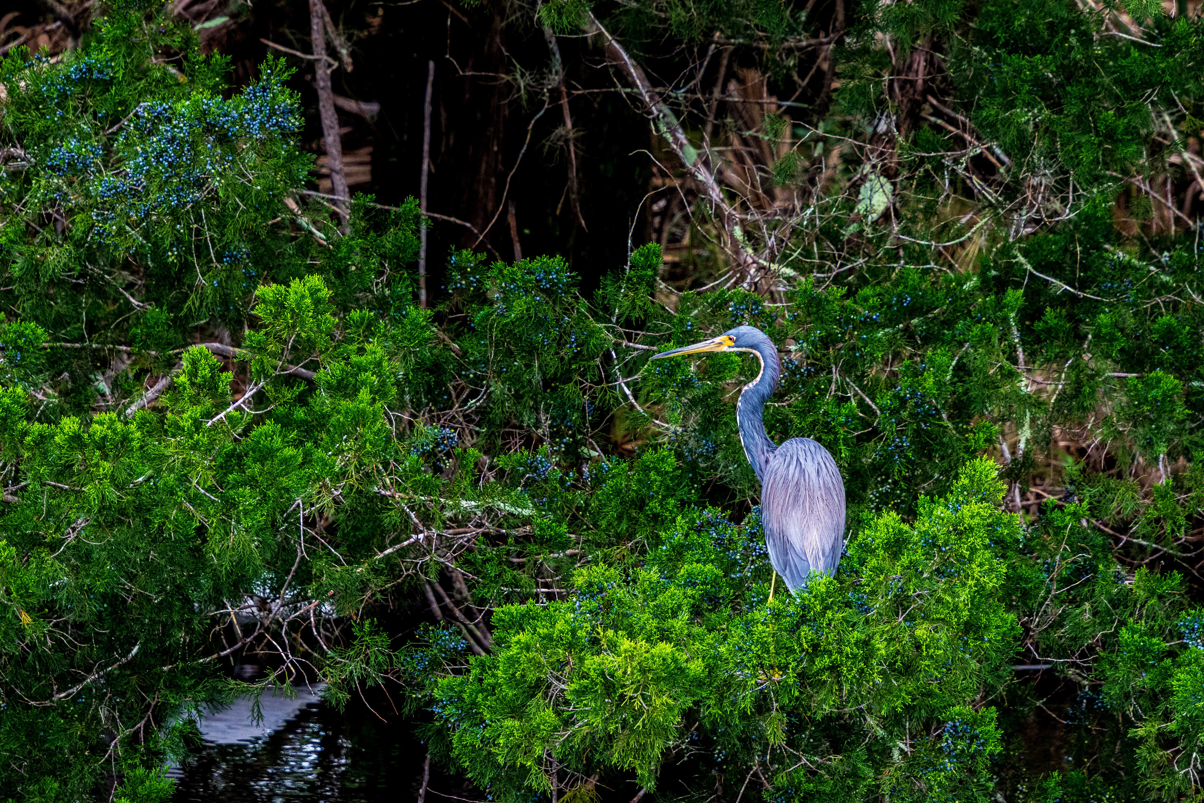 Black Point Wildlife Drive 11-20-20