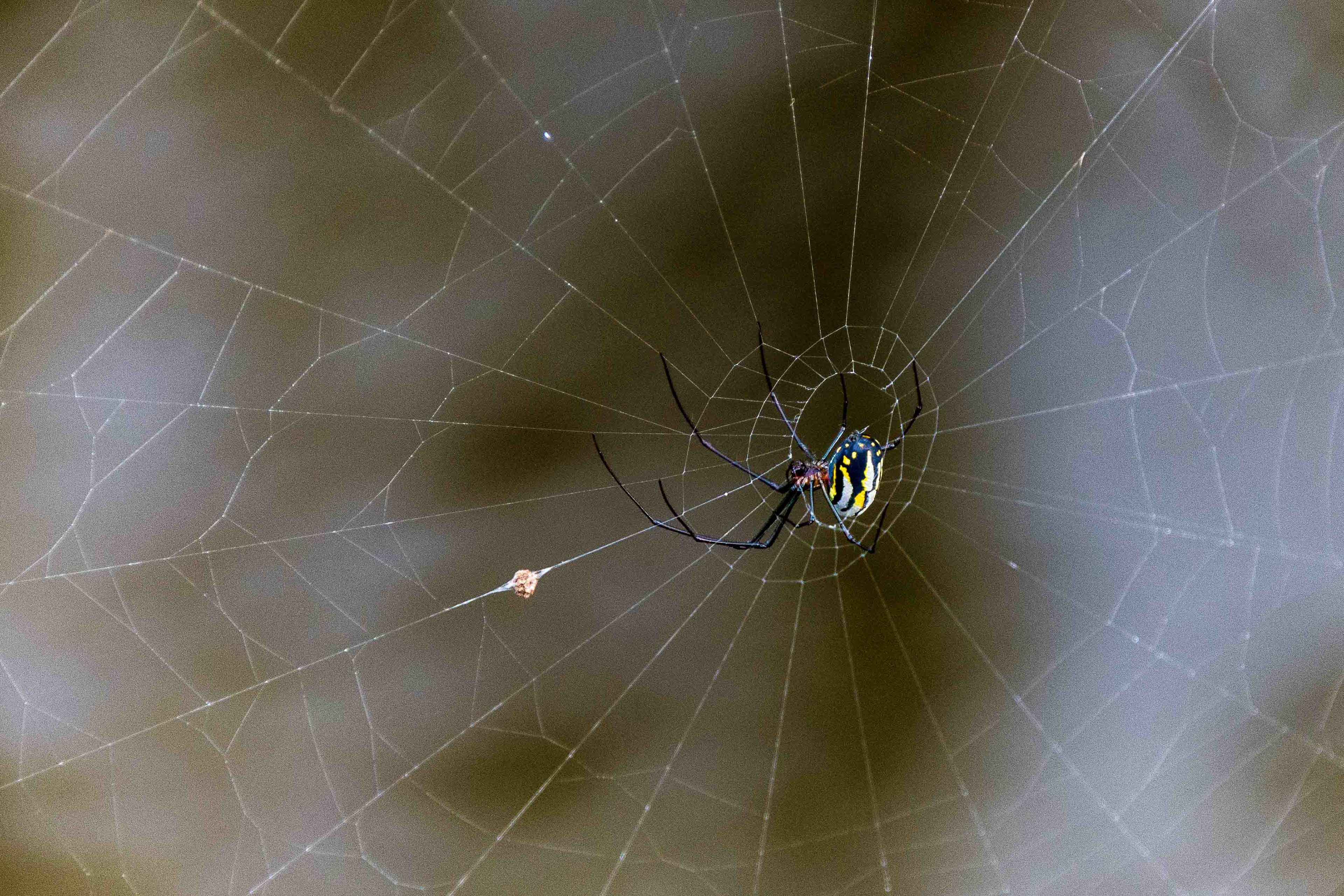 Black Point Wildlife Drive 11-20-20