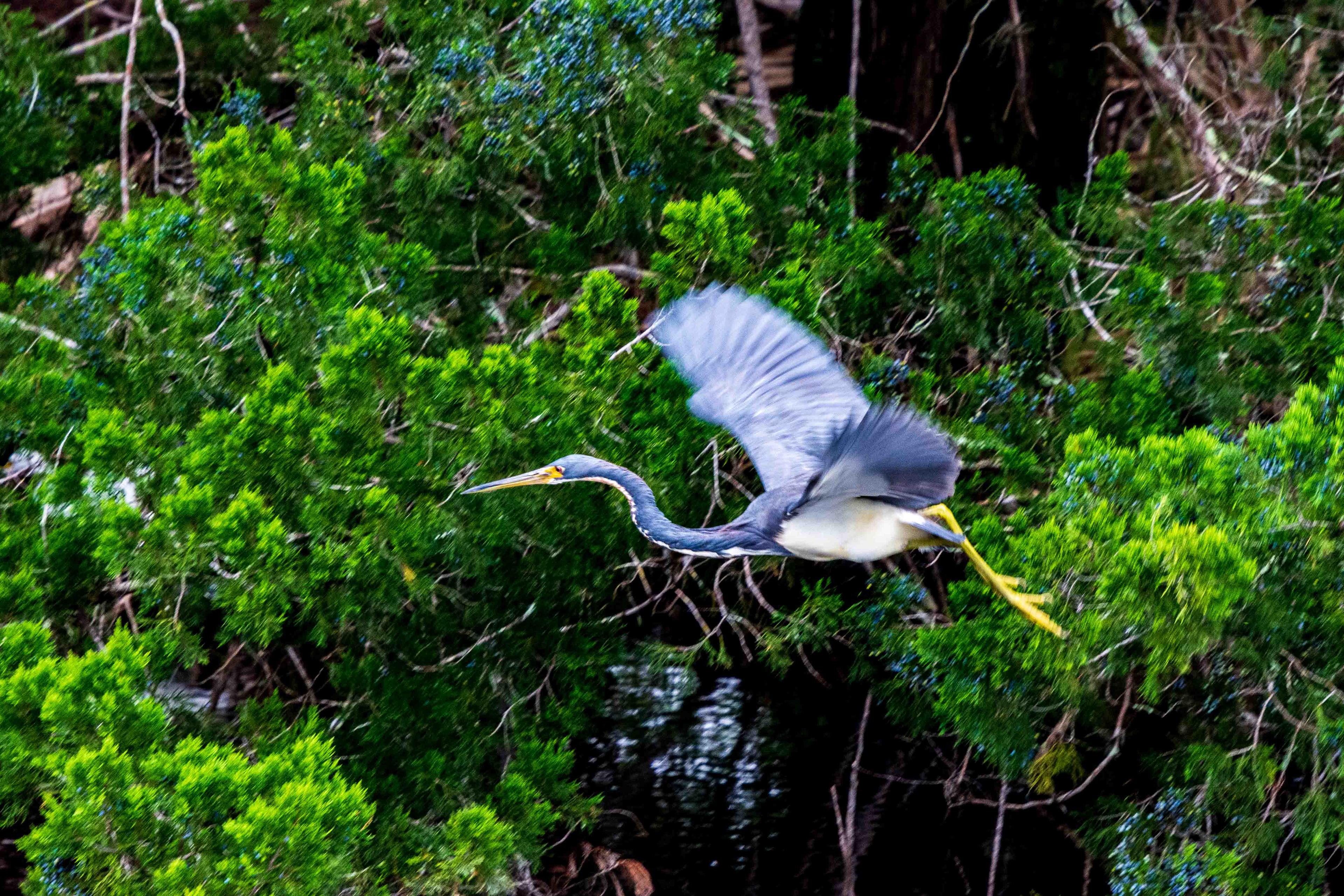 Black Point Wildlife Drive 11-20-20