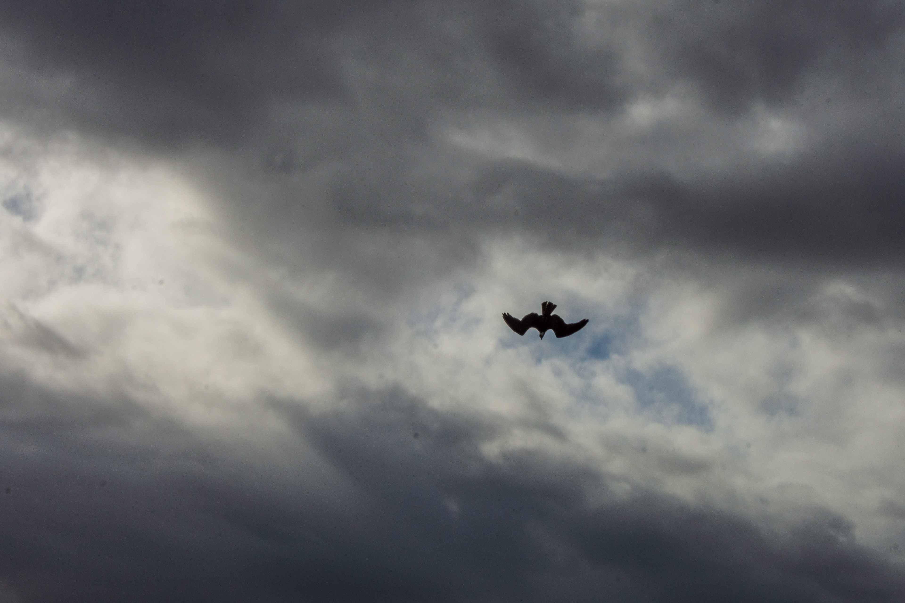 Black Point Wildlife Drive 11-20-20