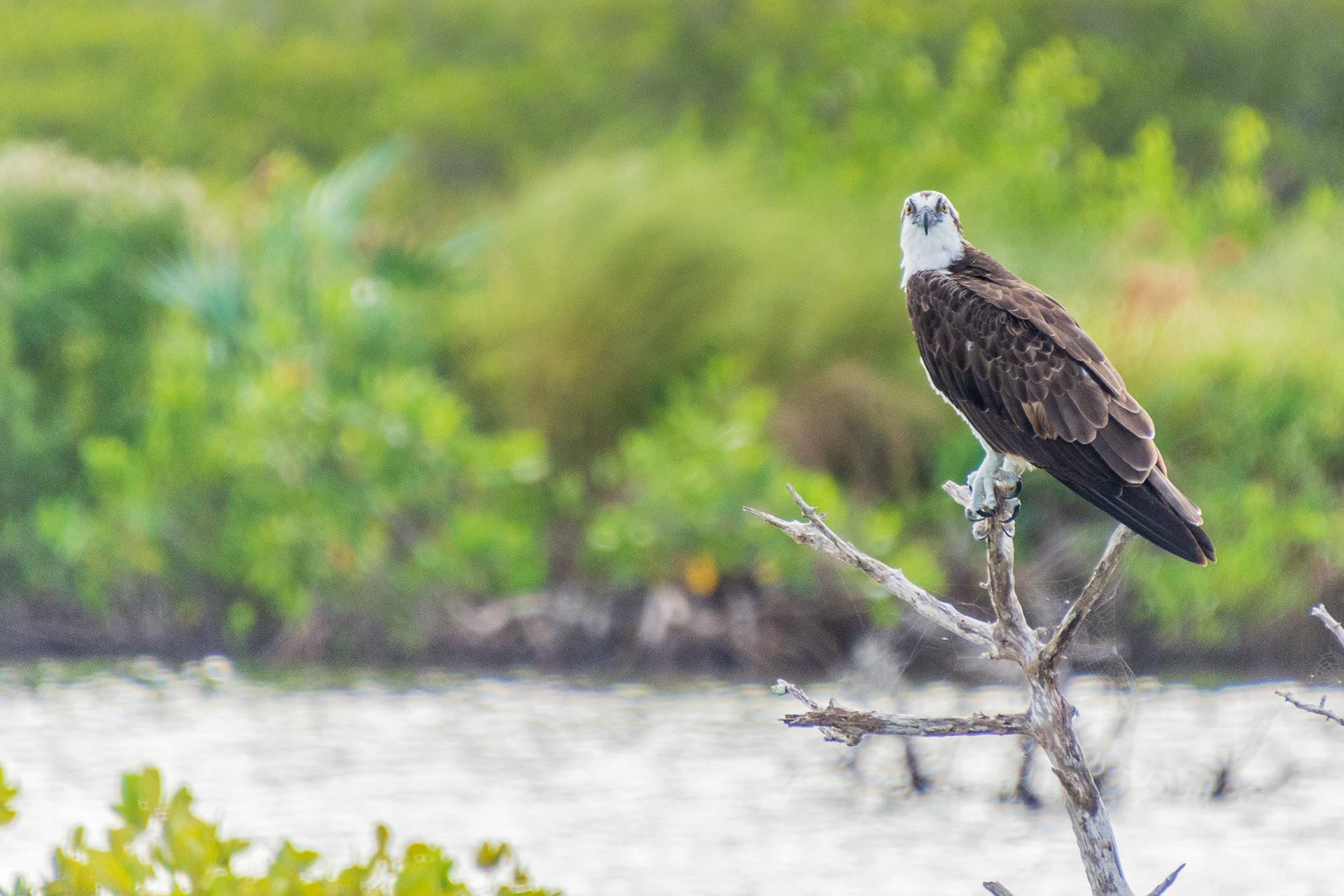 Black Point Wildlife Drive 11-20-20