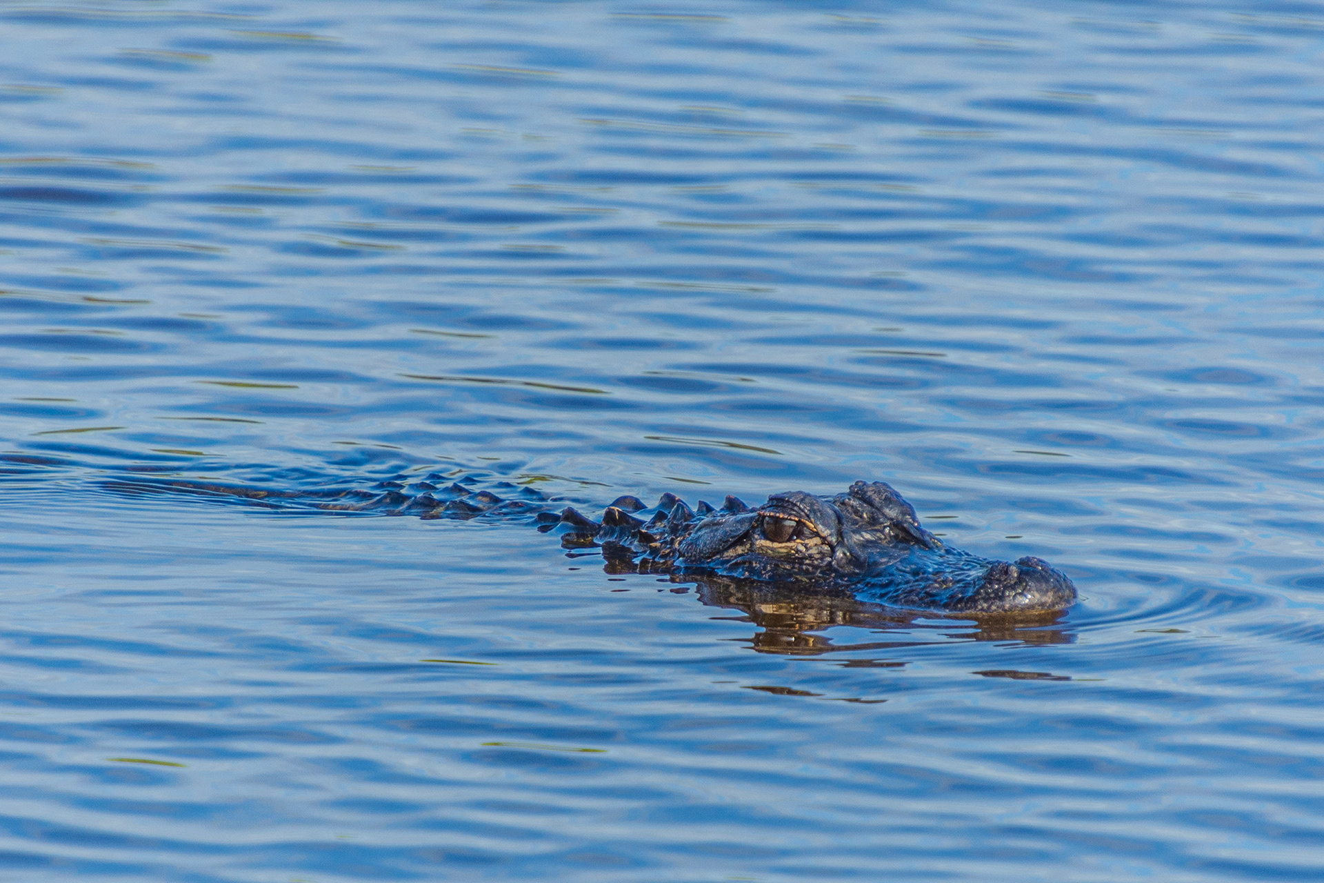 Black Point Wildlife Drive 11-20-20