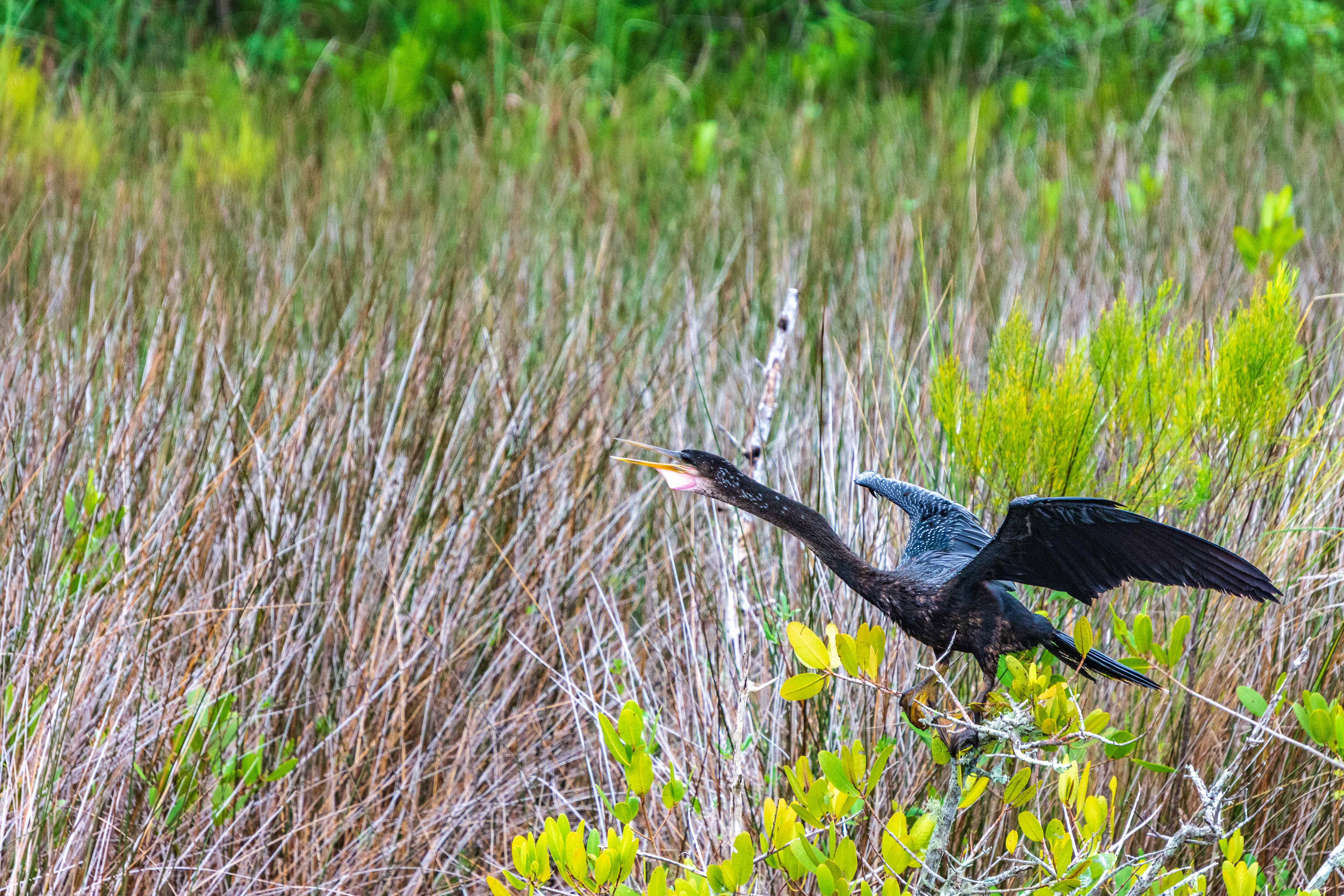 Black Point Wildlife Drive 11-20-20