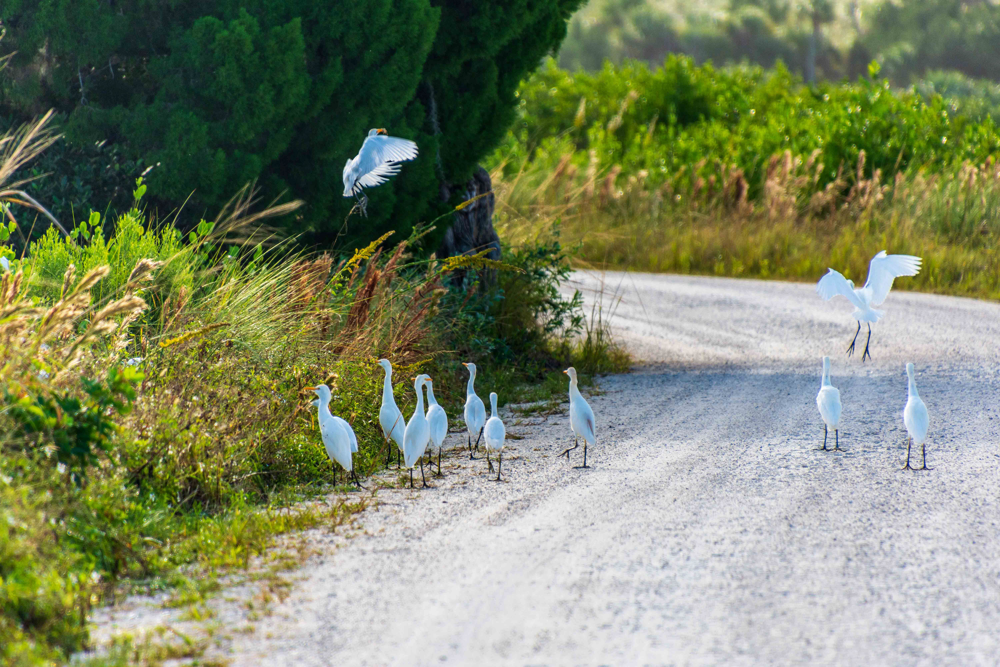Black Point Wildlife Drive 11-20-20
