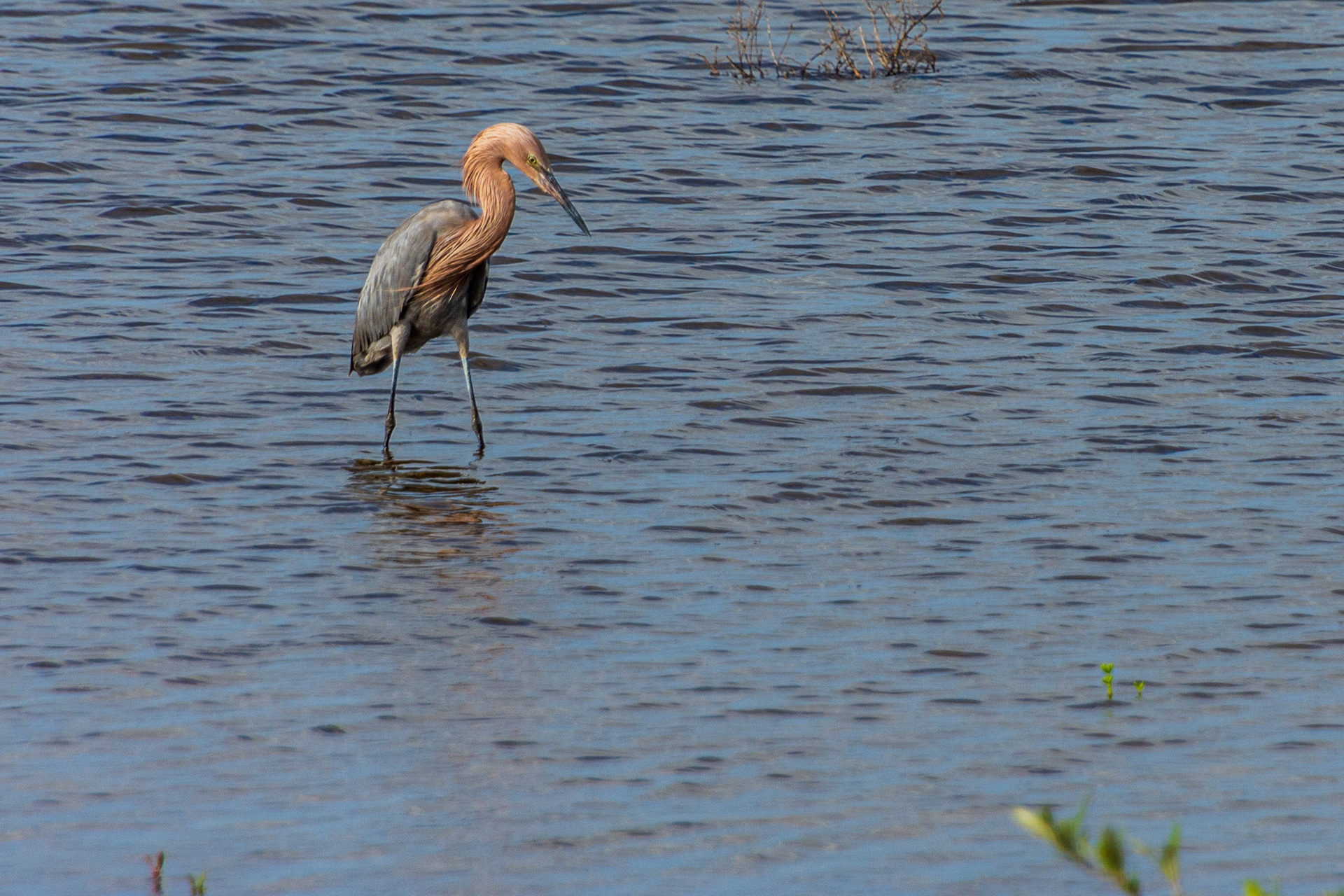 Black Point Wildlife Drive 11-20-20