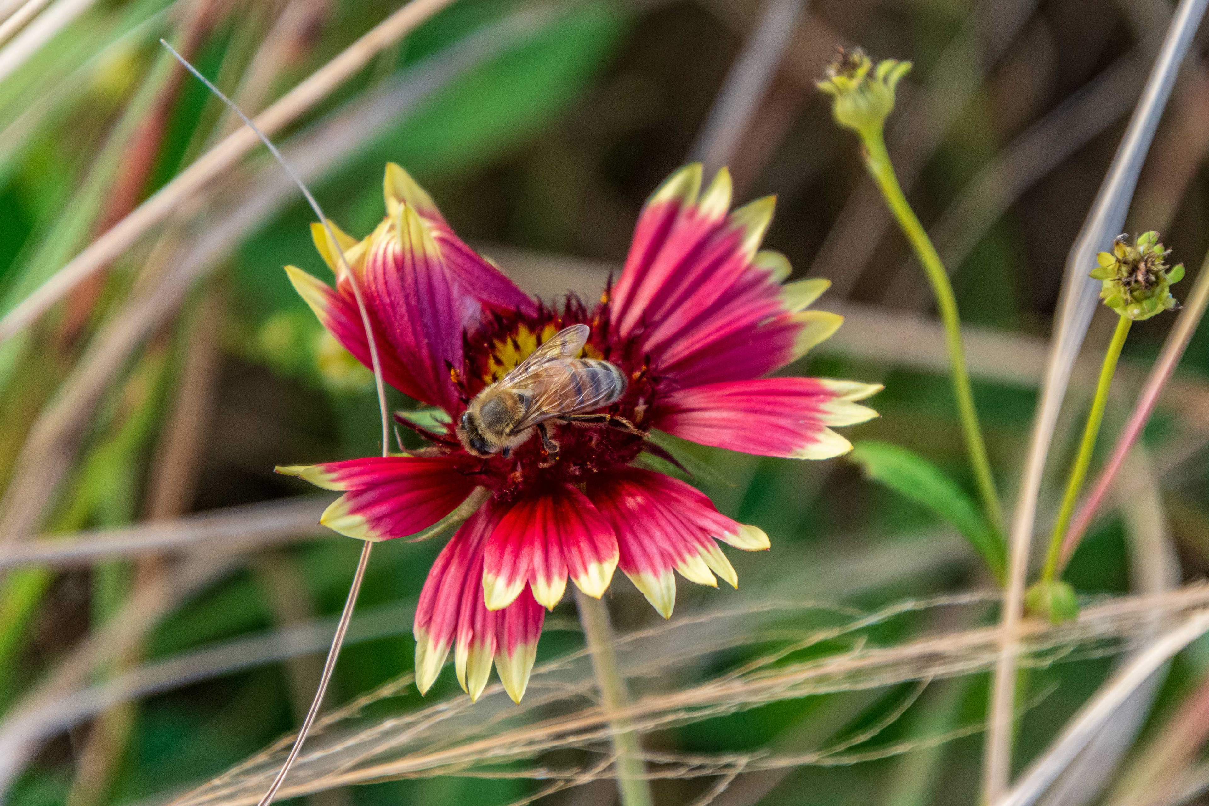 Black Point Wildlife Drive 11-20-20