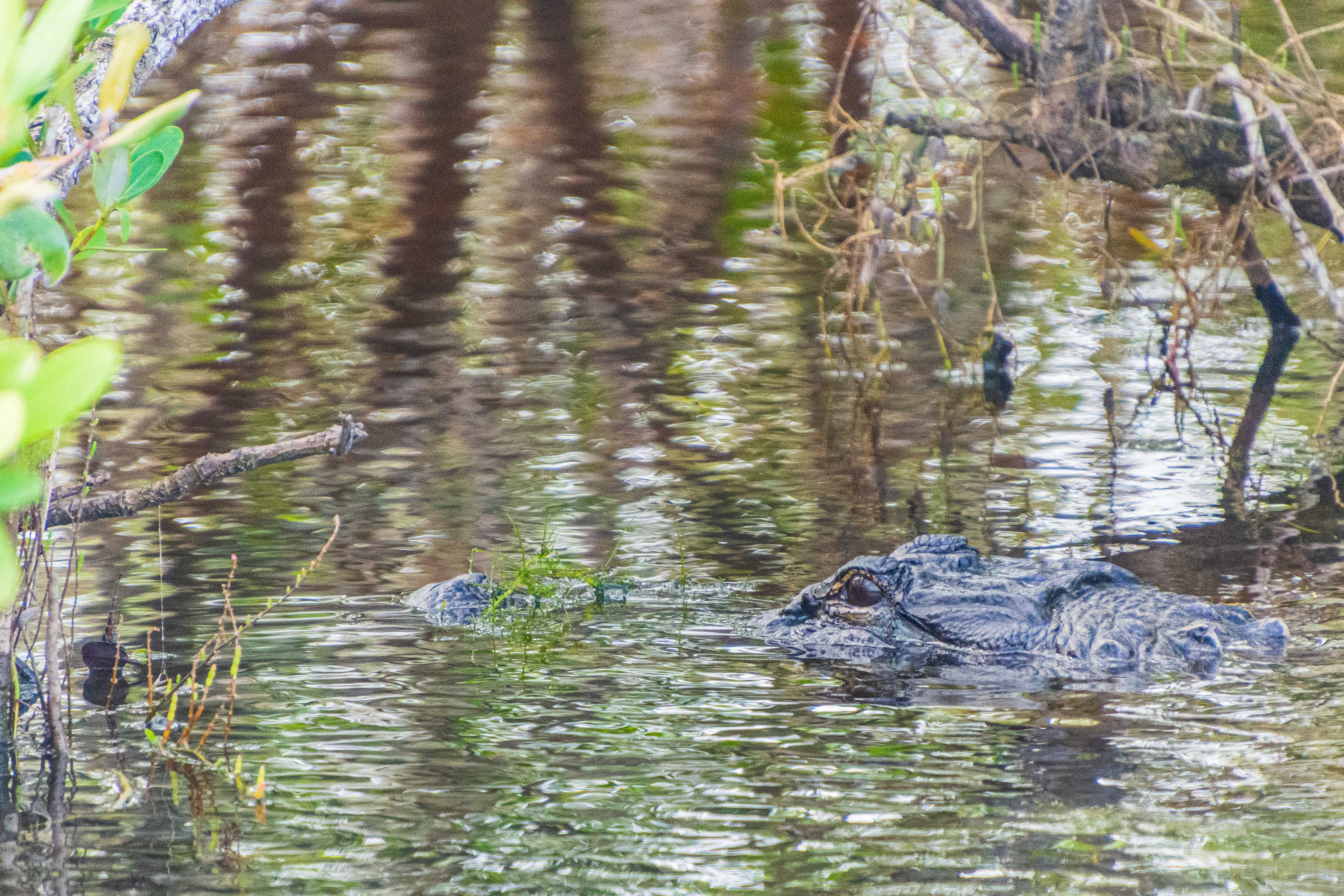 Black Point Wildlife Drive 11-20-20