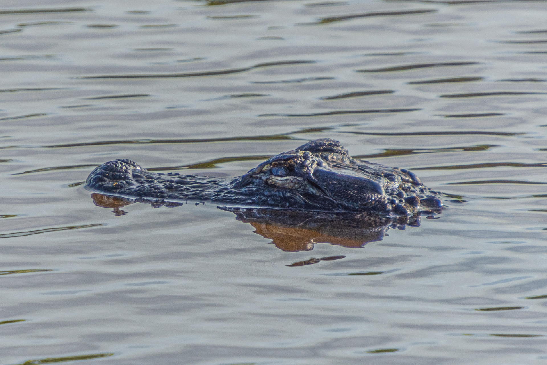 Black Point Wildlife Drive 11-20-20