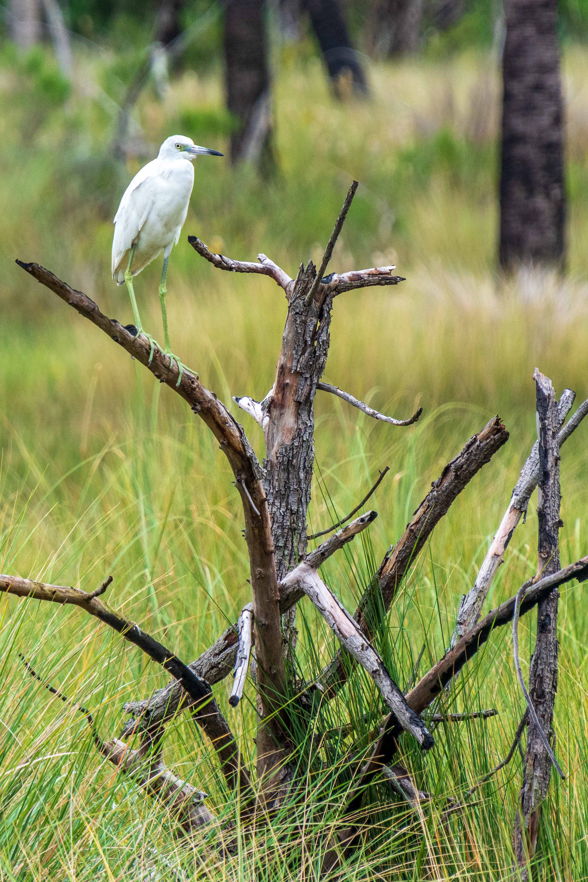 Black Point Wildlife Drive 11-20-20