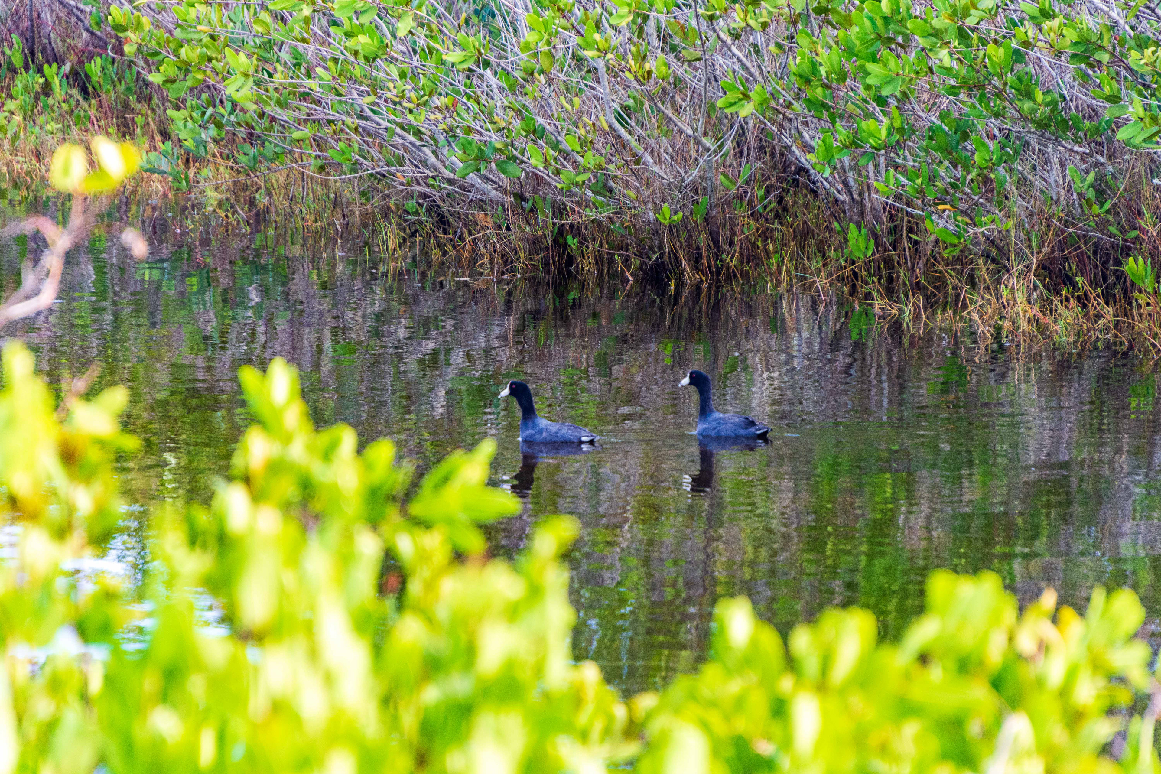 Black Point Wildlife Drive 11-20-20