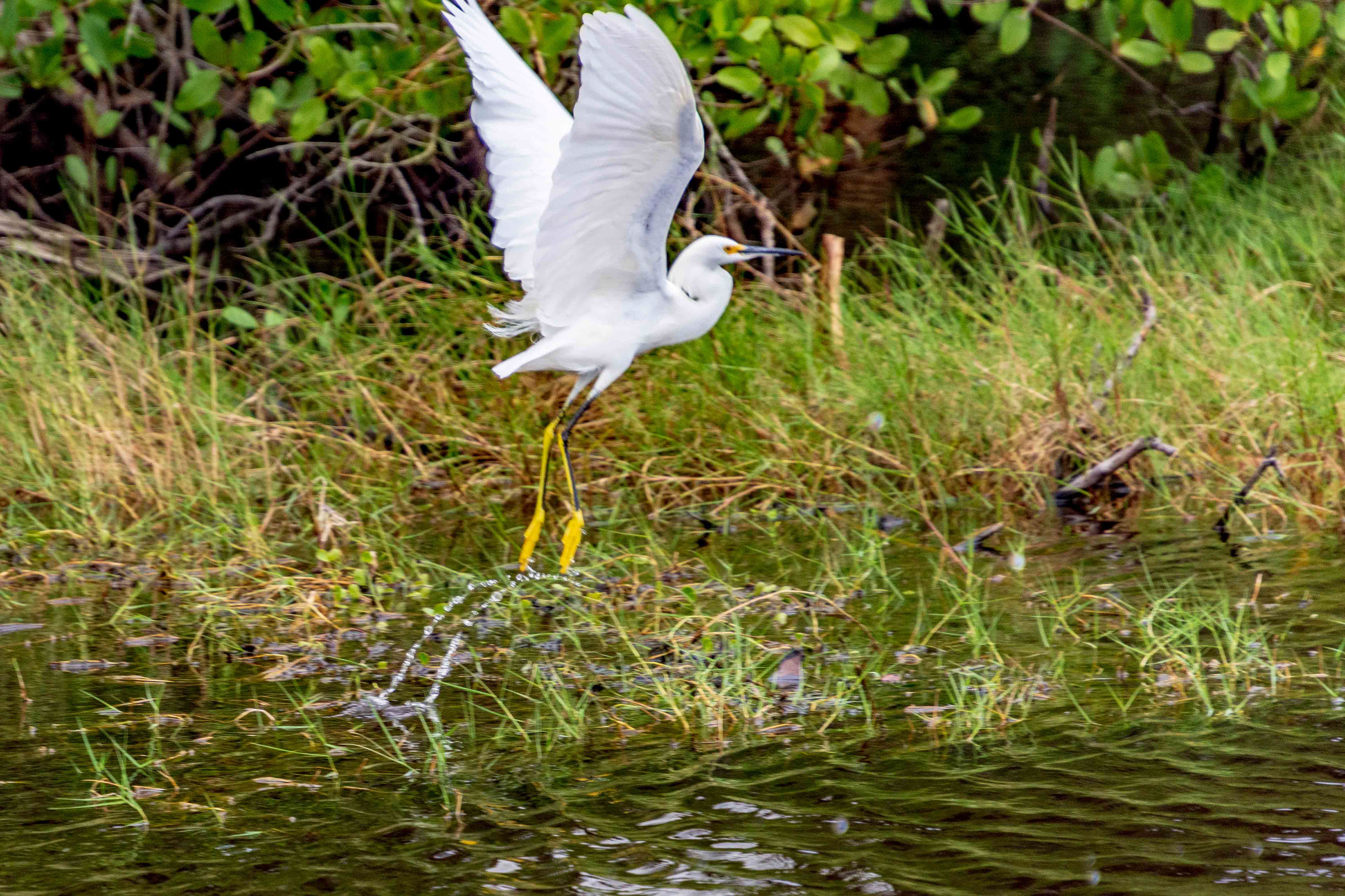 Black Point Wildlife Drive 11-20-20