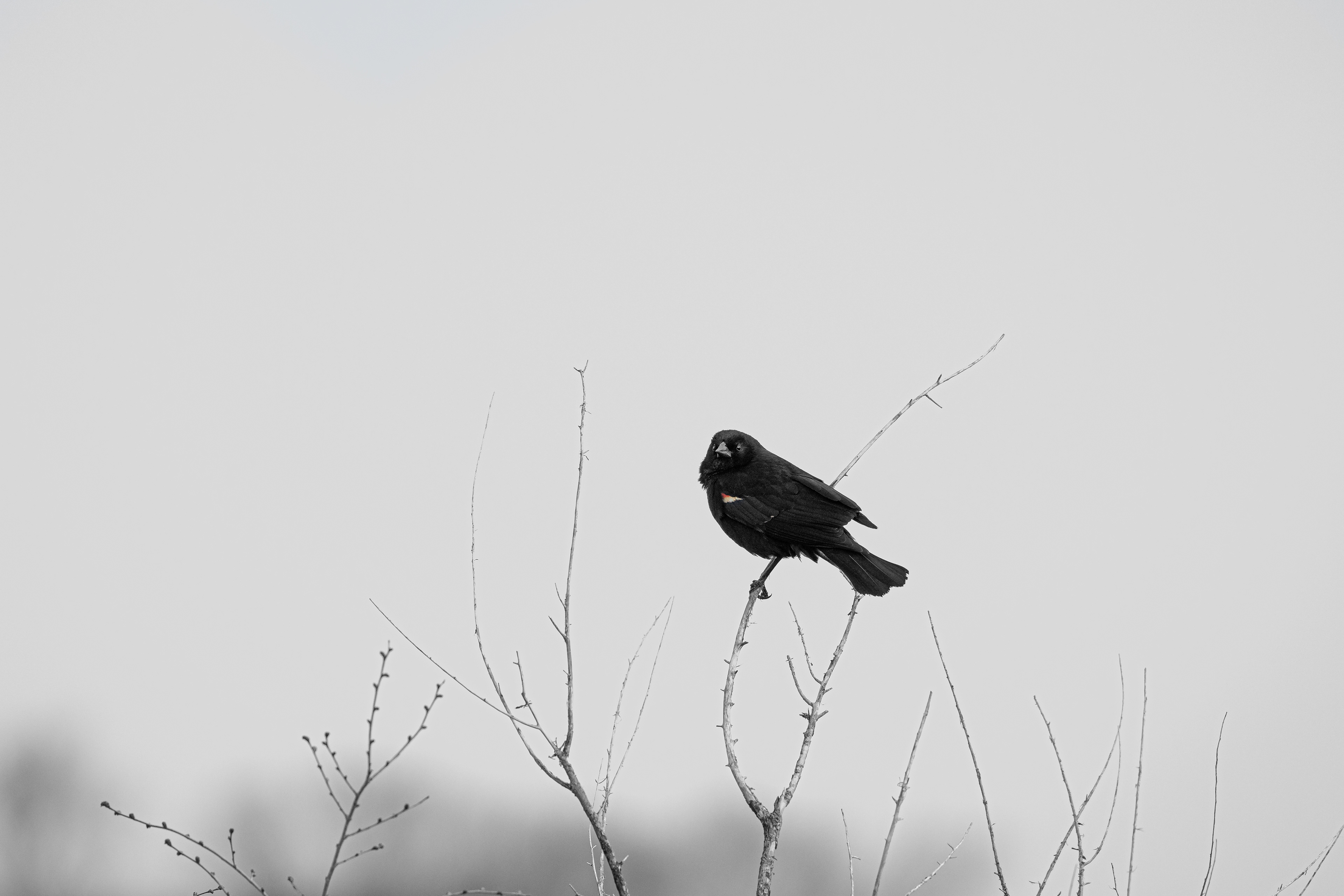 RED WINGED BLACKBIRD