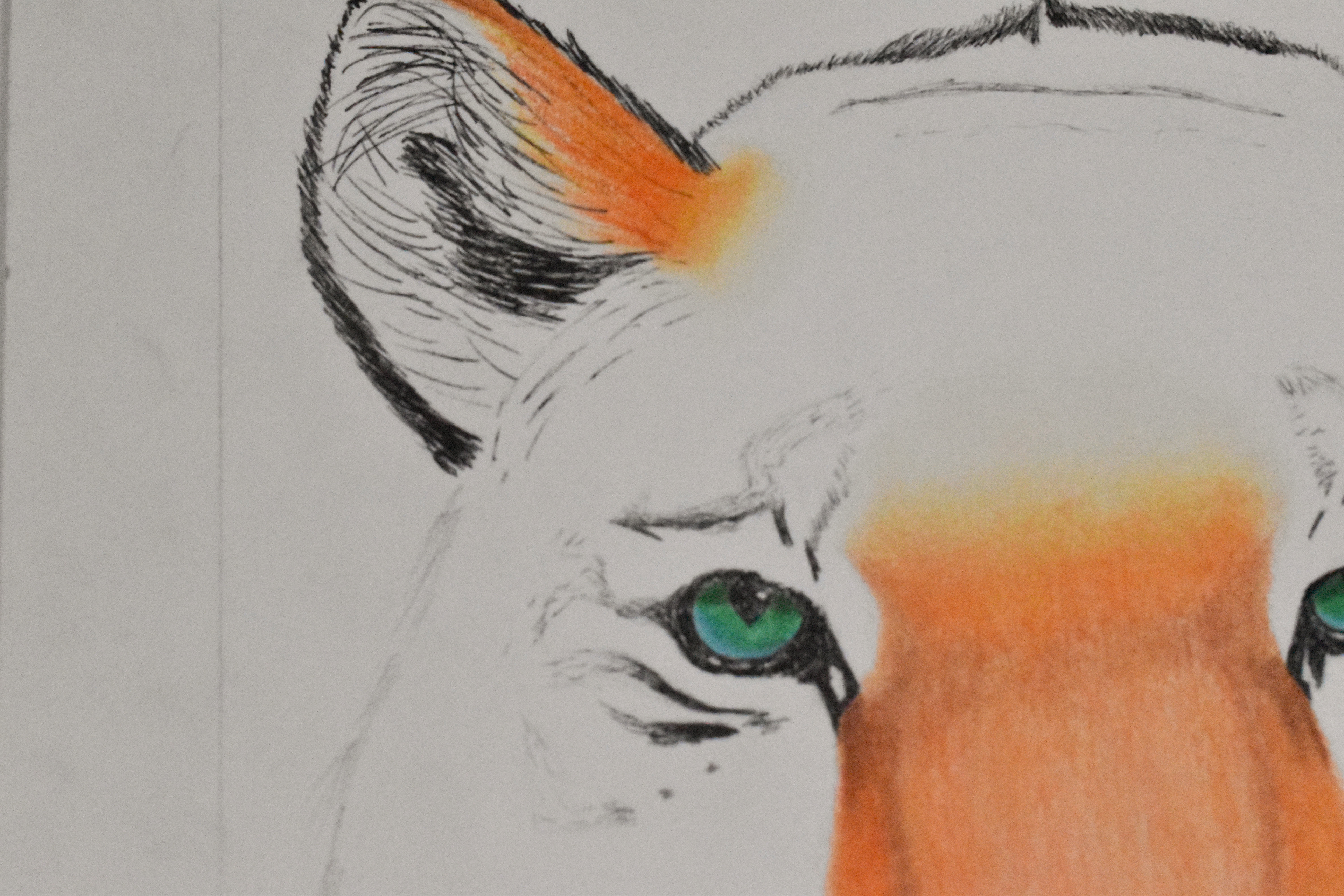 Tiger Silhouette Close up