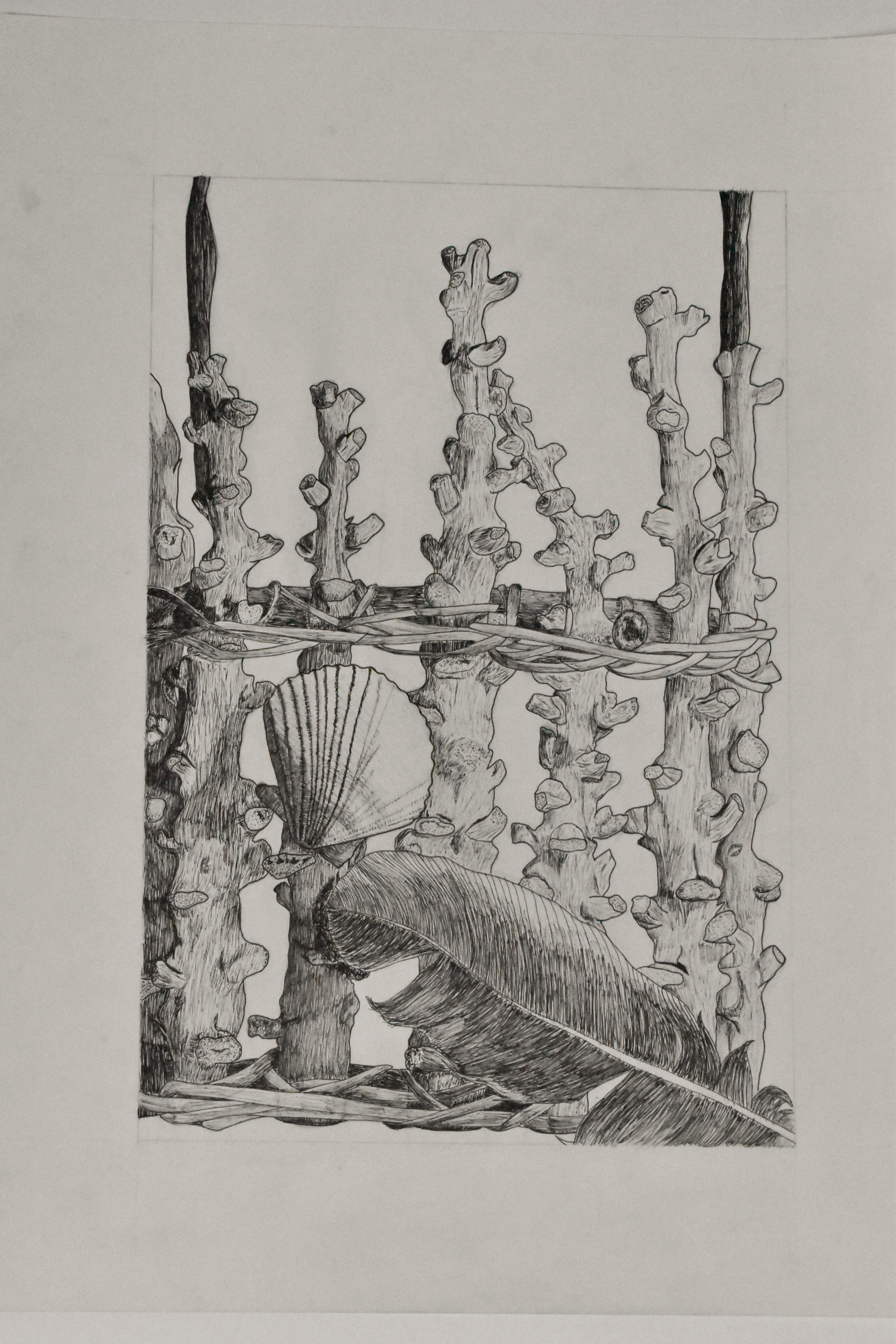 Pen and Ink Still Life