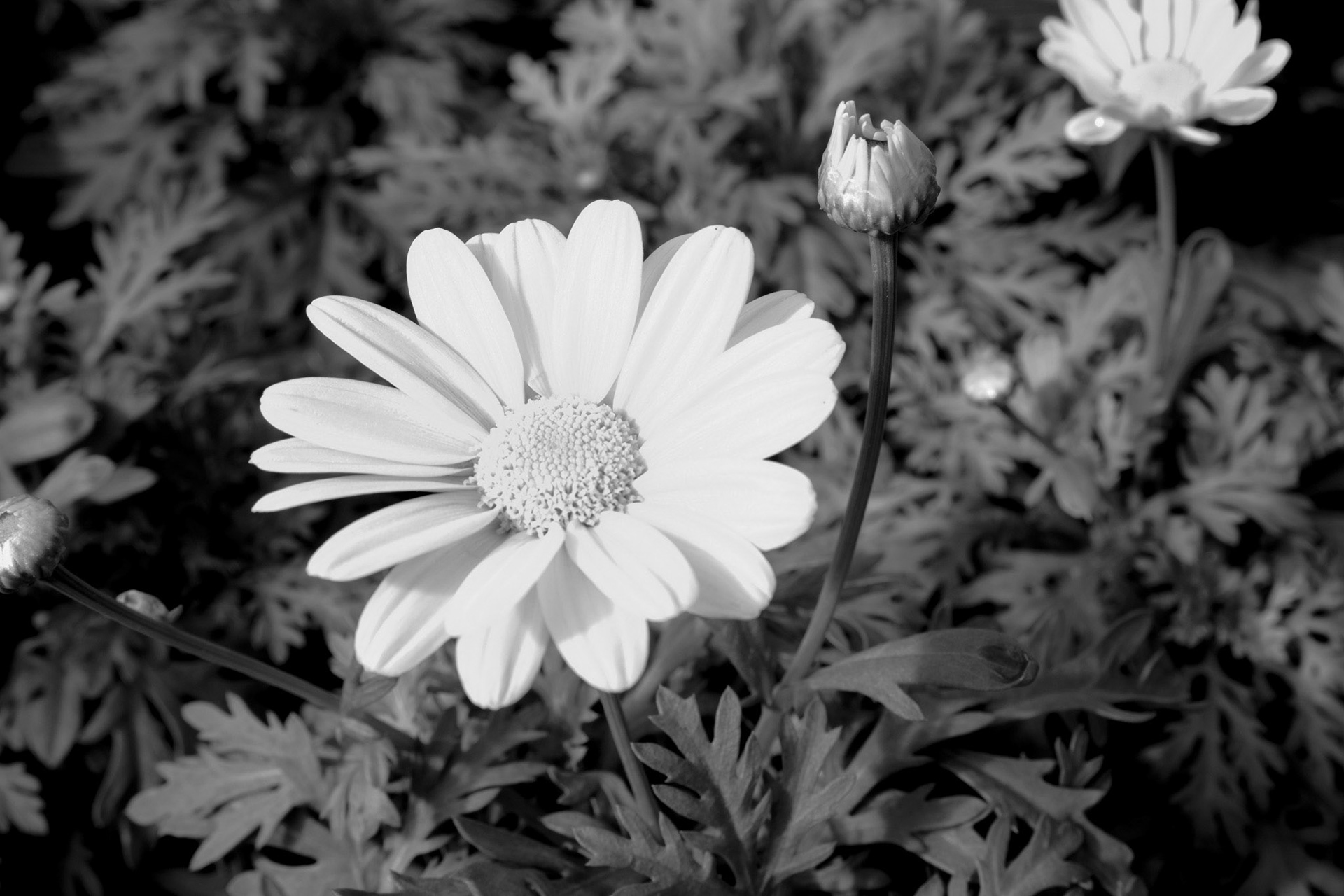 Bursting Forth - Time