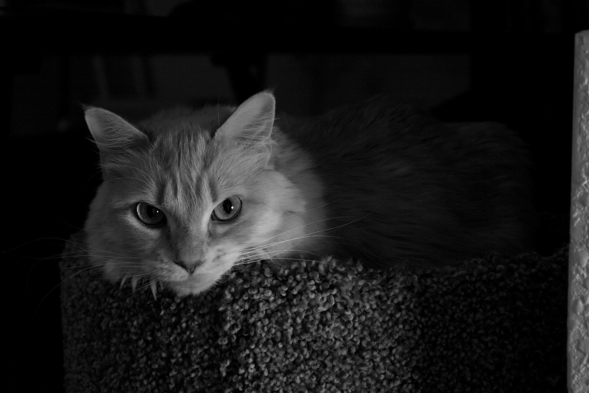 Moody Baby - Light