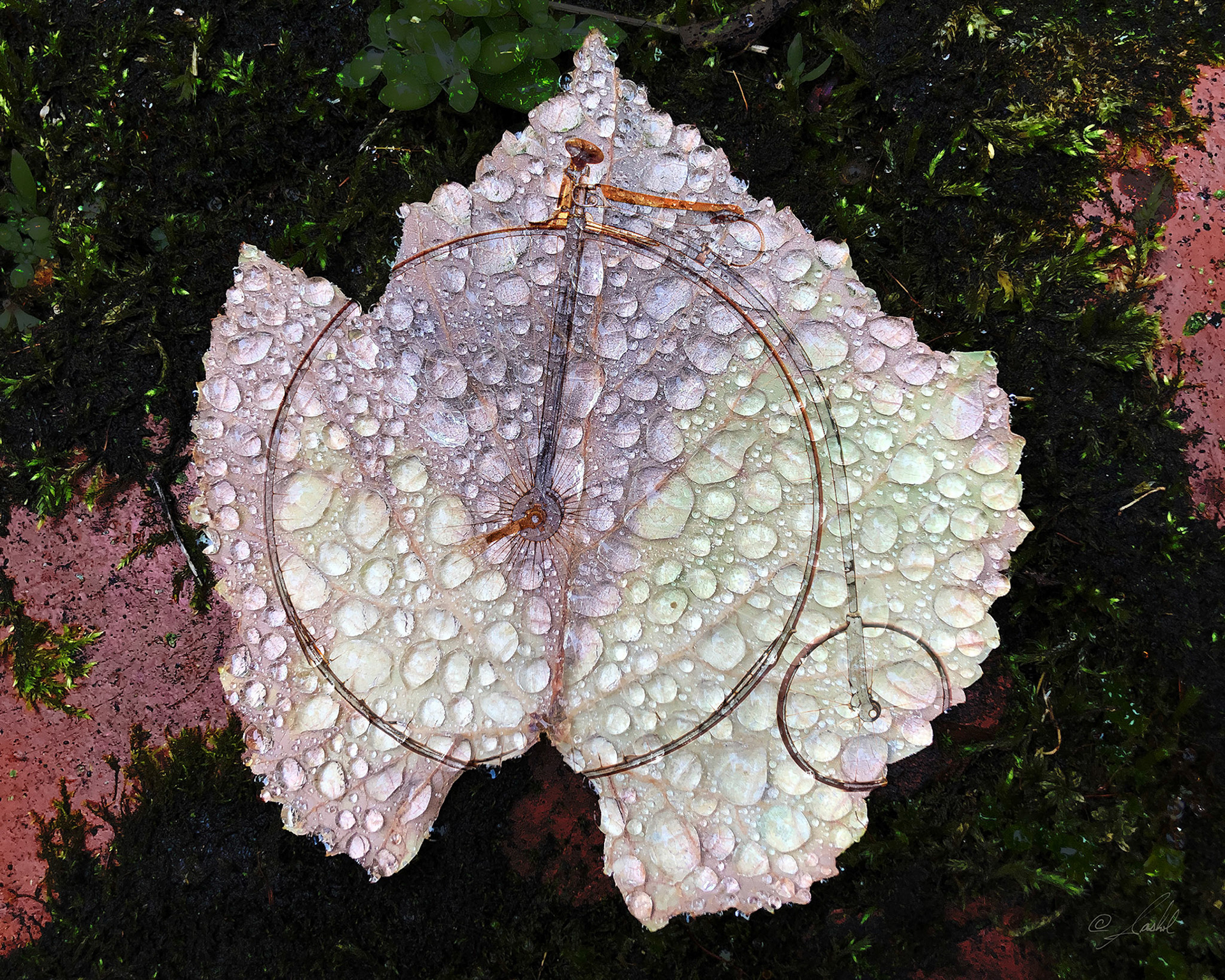 leaf