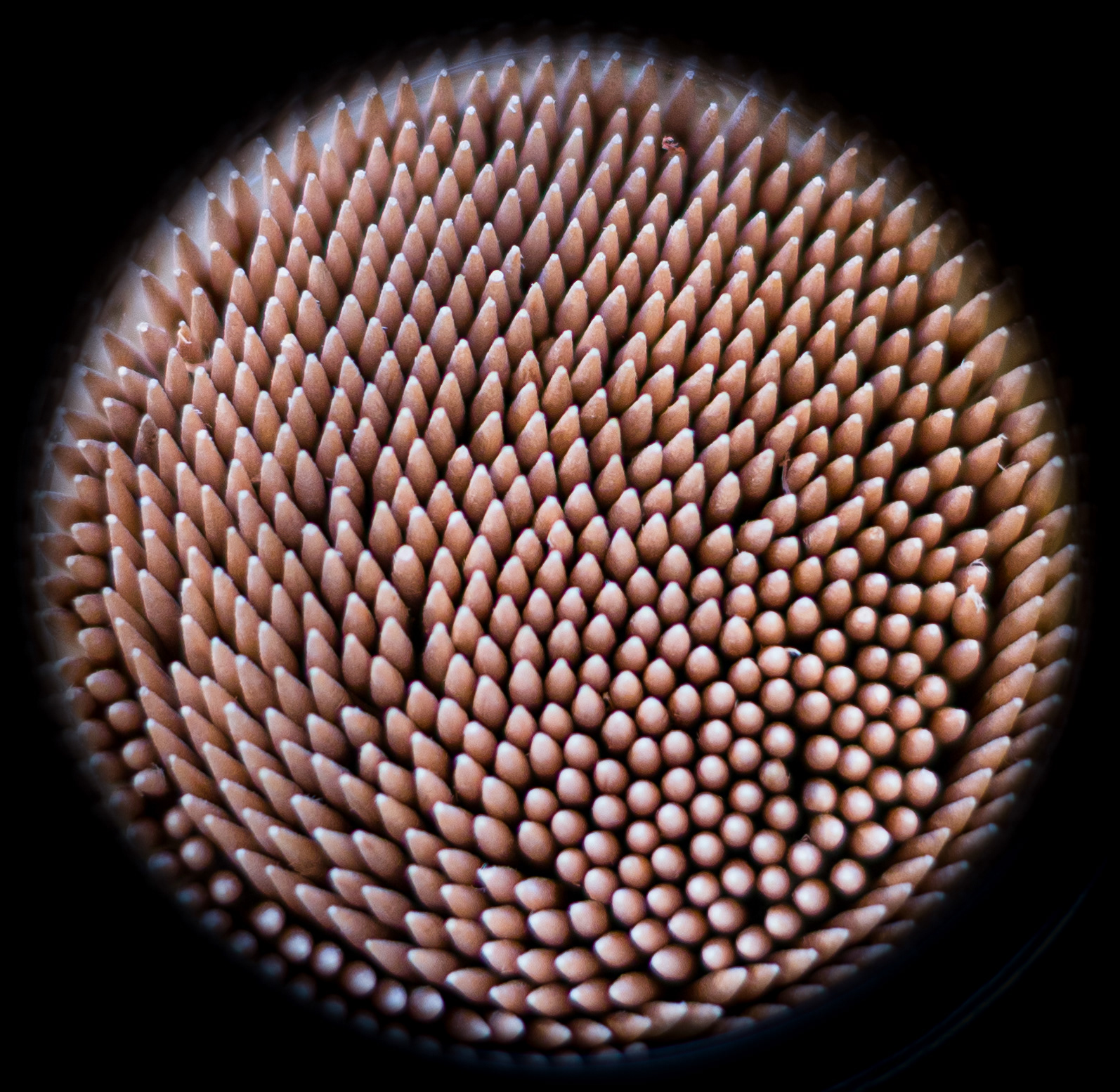 Enchanted Toothpick Forest