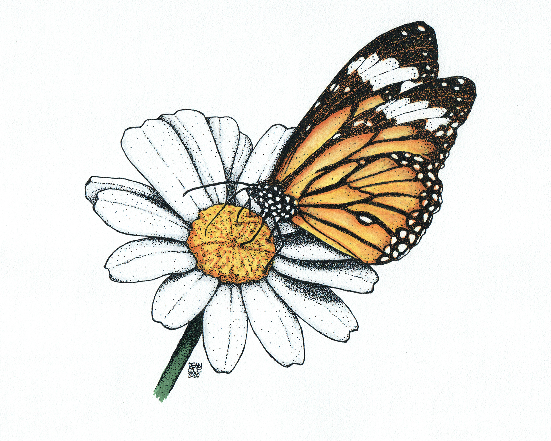 Butterfly on a Daisy