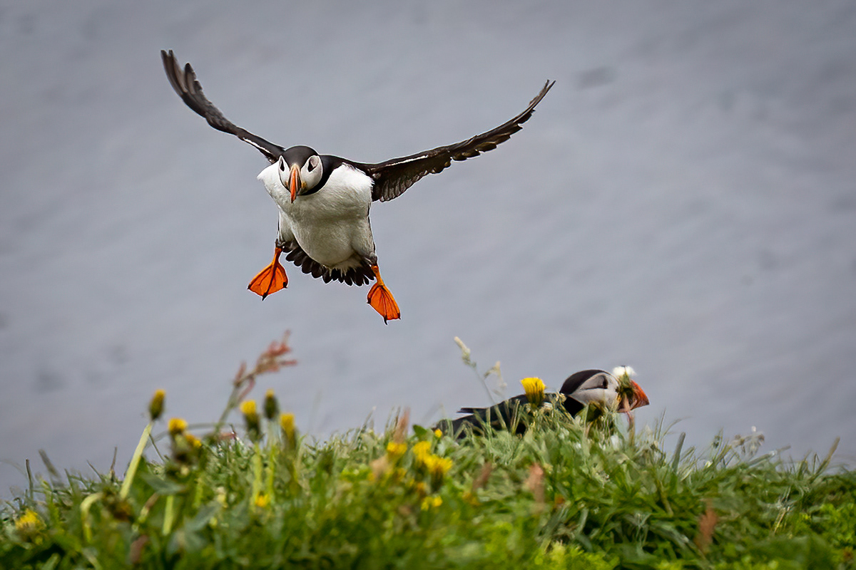 Puffins at Borgarfjörður eystri