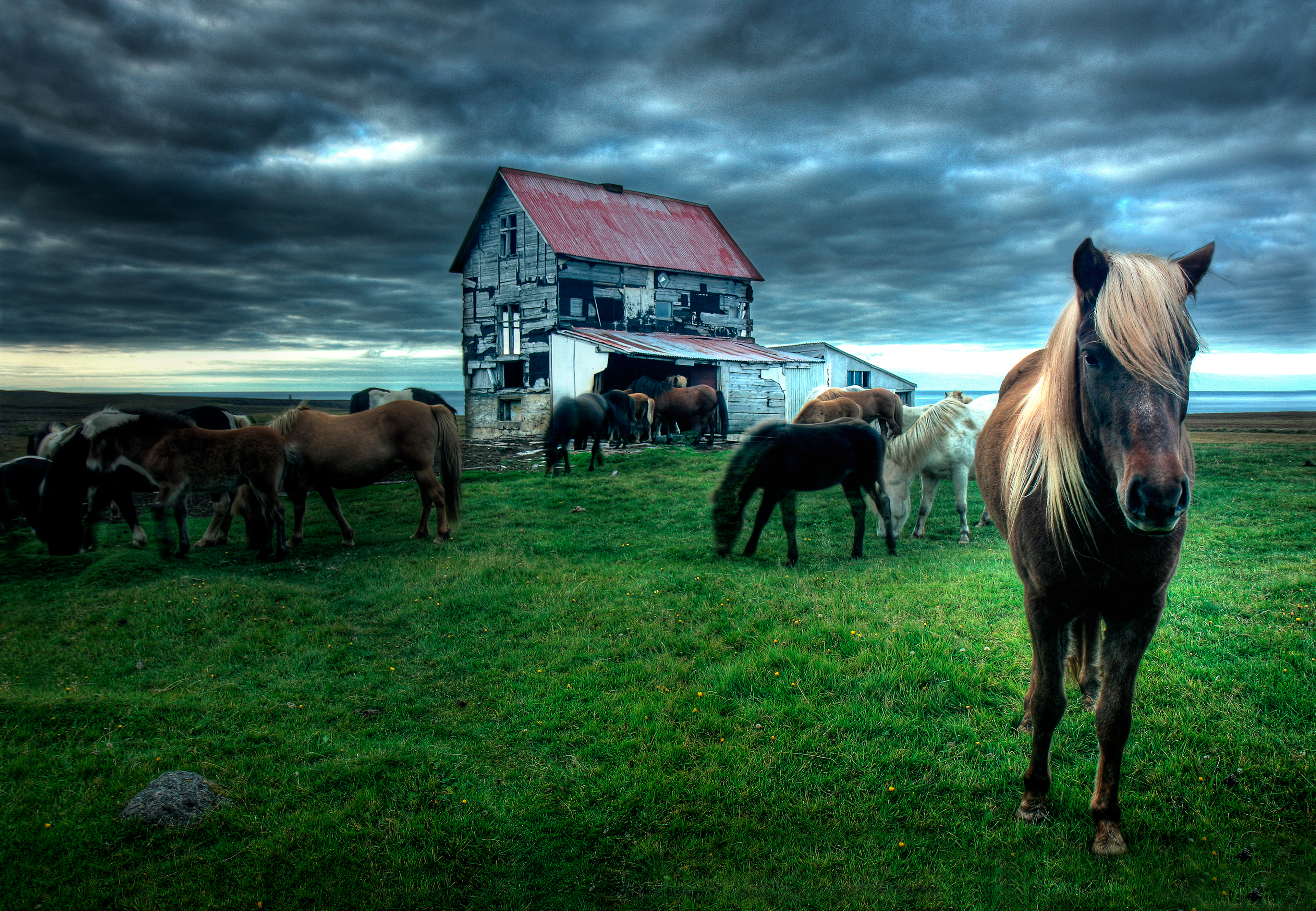 Horses at abandoned farm