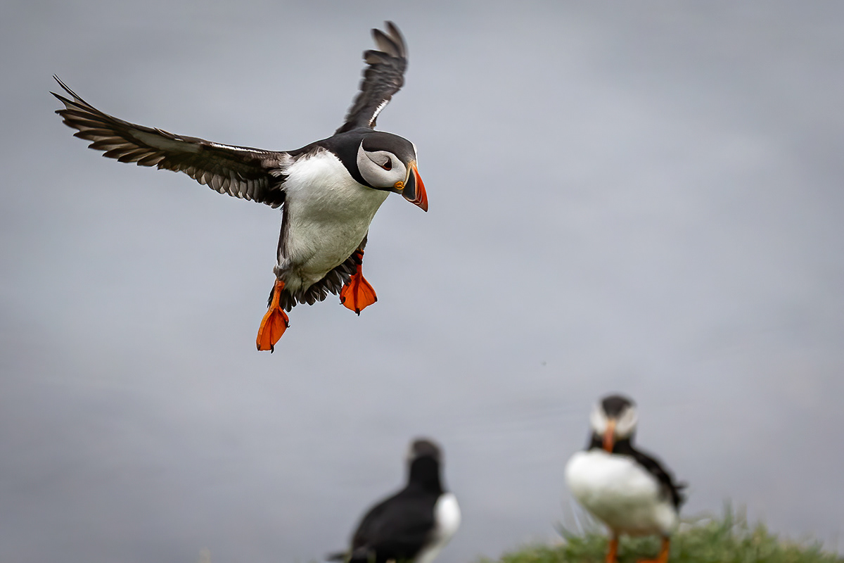 Puffins at Borgarfjörður eystri