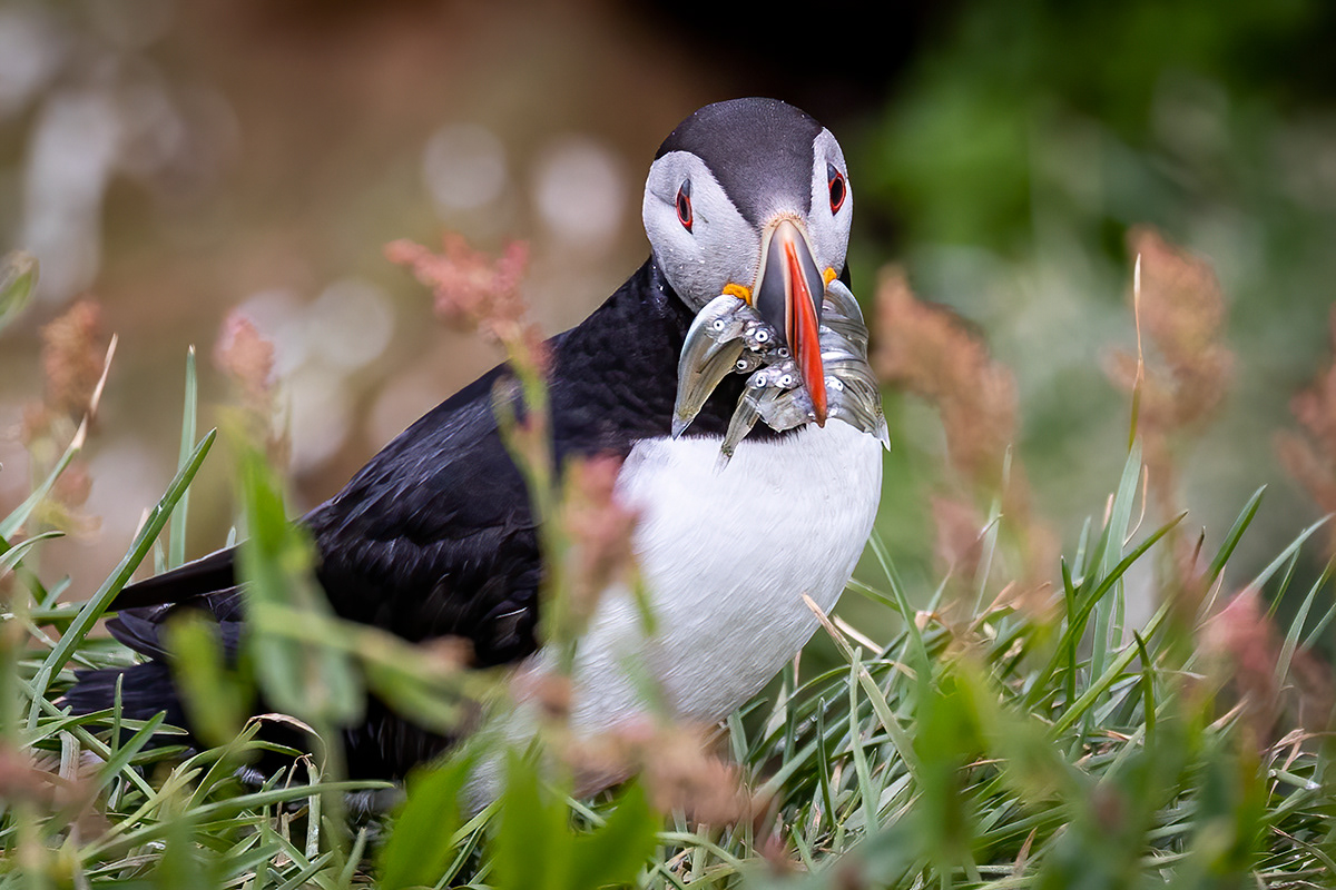 Puffins at Borgarfjörður eystri