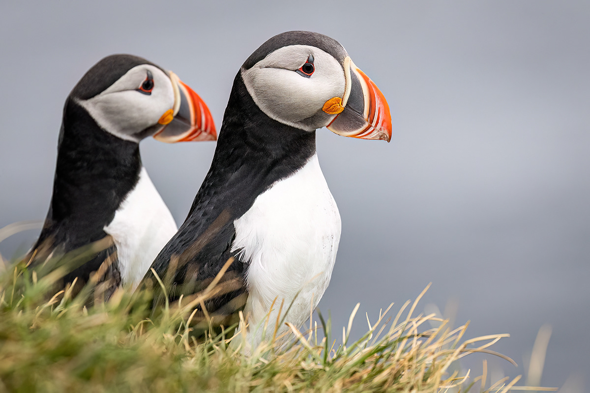 Puffin in Látrabjarg sea cliffs