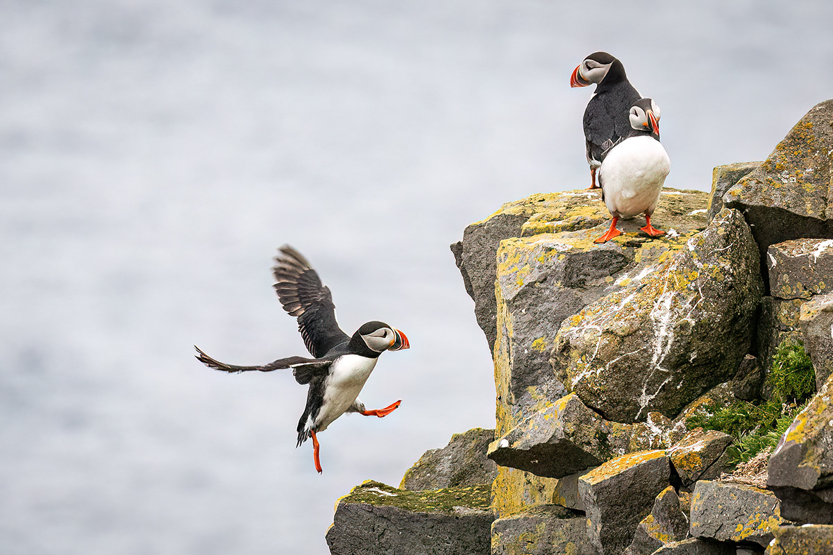 Puffin in Látrabjarg sea cliffs