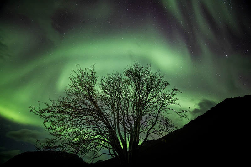 Lonely tree