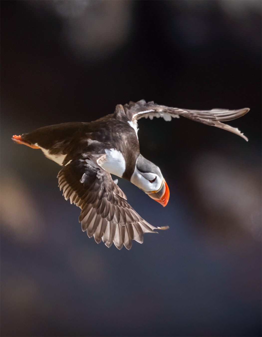 Puffins
