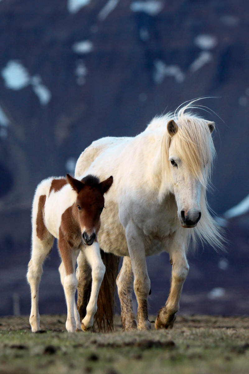 Horse and its pony