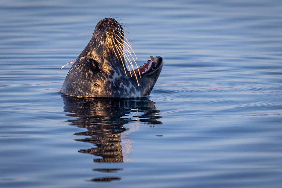Seal at glacier lagoon