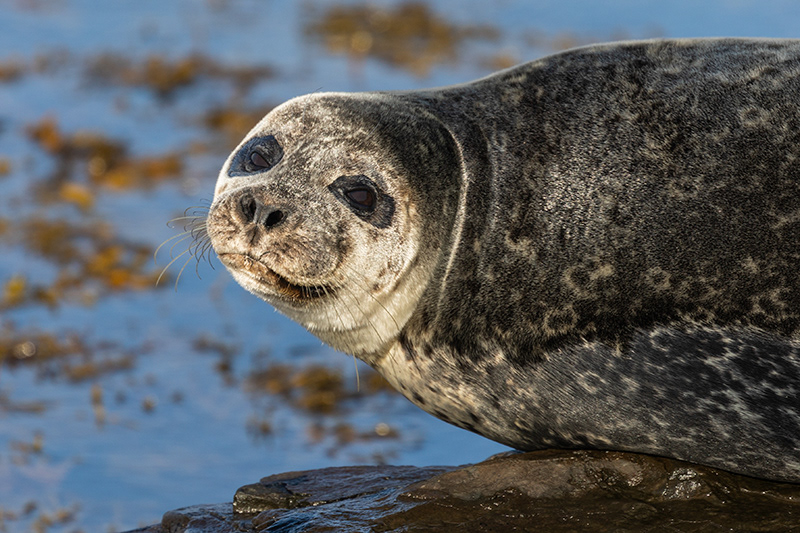 Seals at Ytri Tunga
