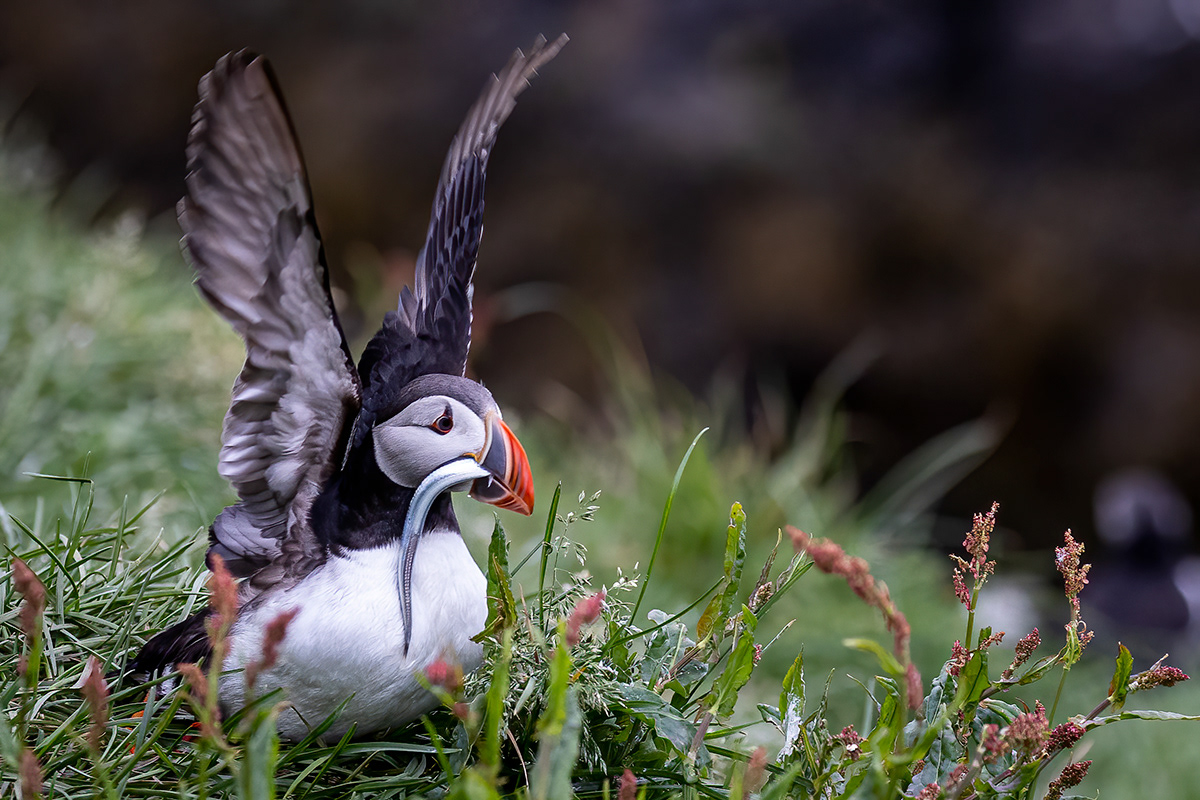 Puffins at Borgarfjörður eystri