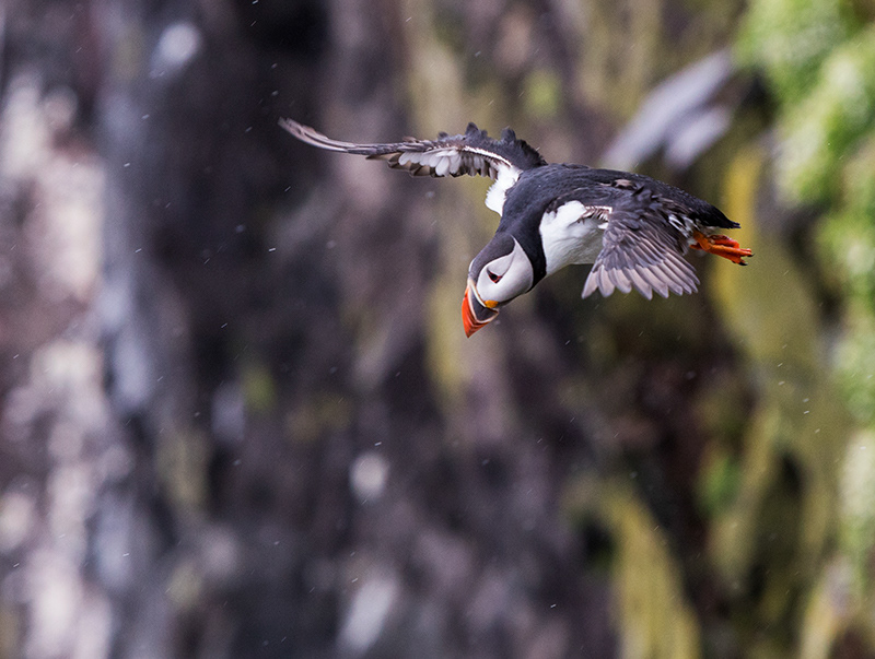 Puffin