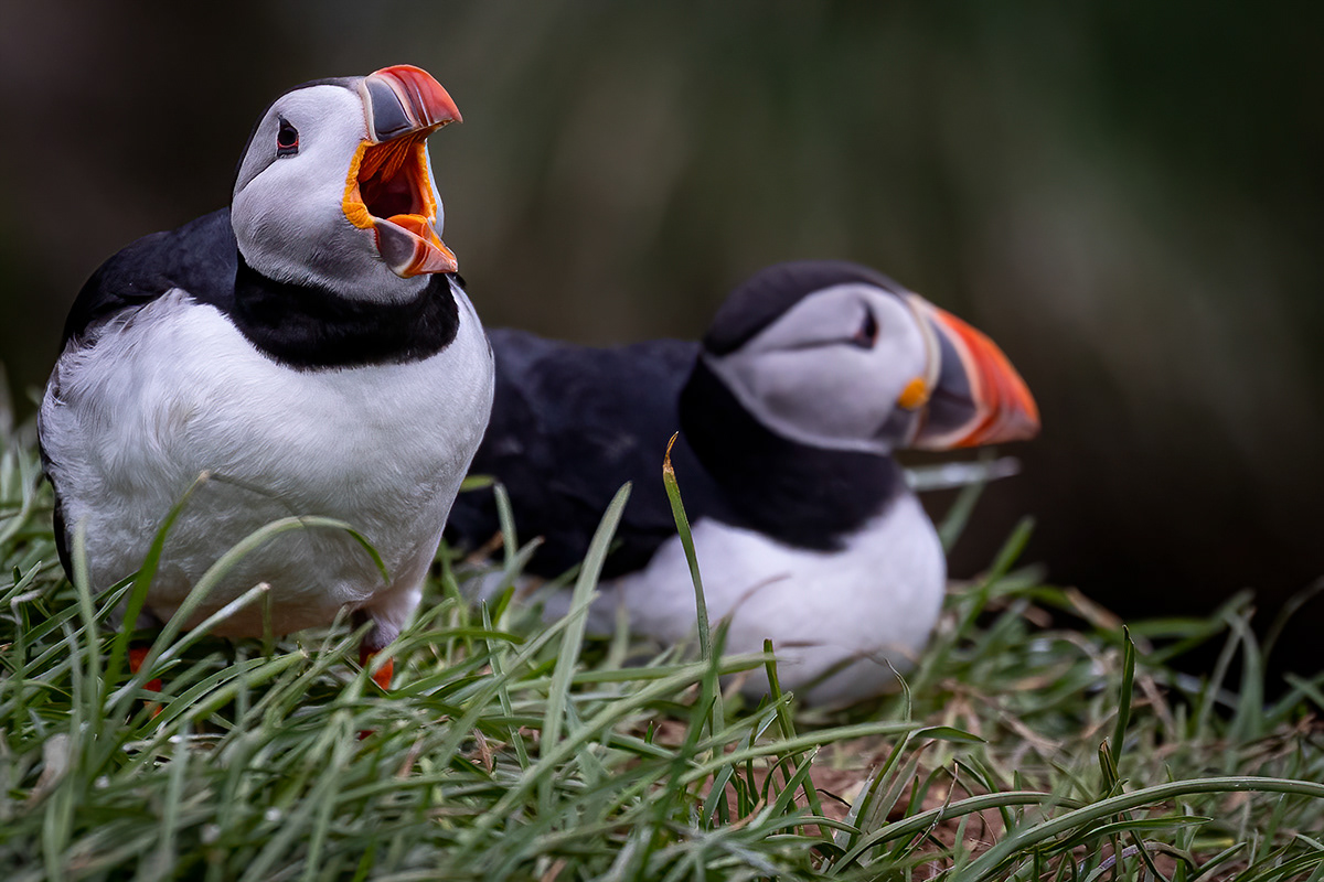 Puffins at Borgarfjörður eystri