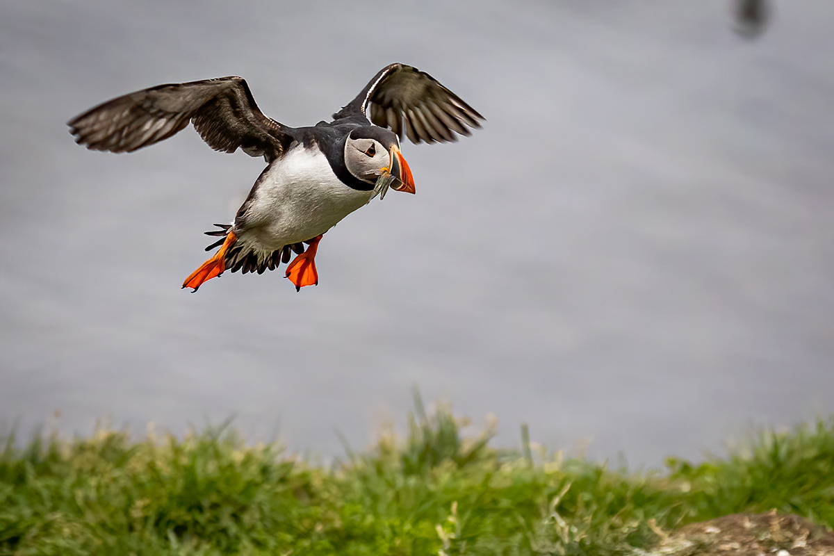 Puffins at Borgarfjörður eystri