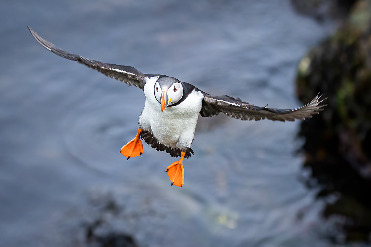 Puffins at Borgarfjörður eystri