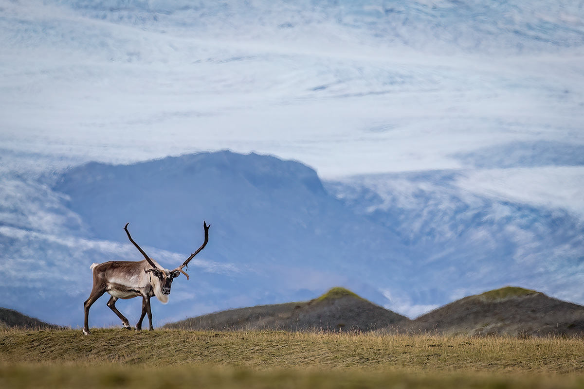 Reindeer at Vatnajökull