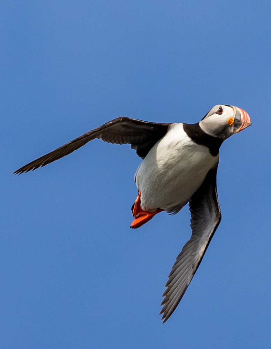 Puffin at Reynisfjara