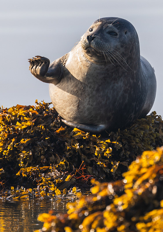 Seals at Ytri Tunga