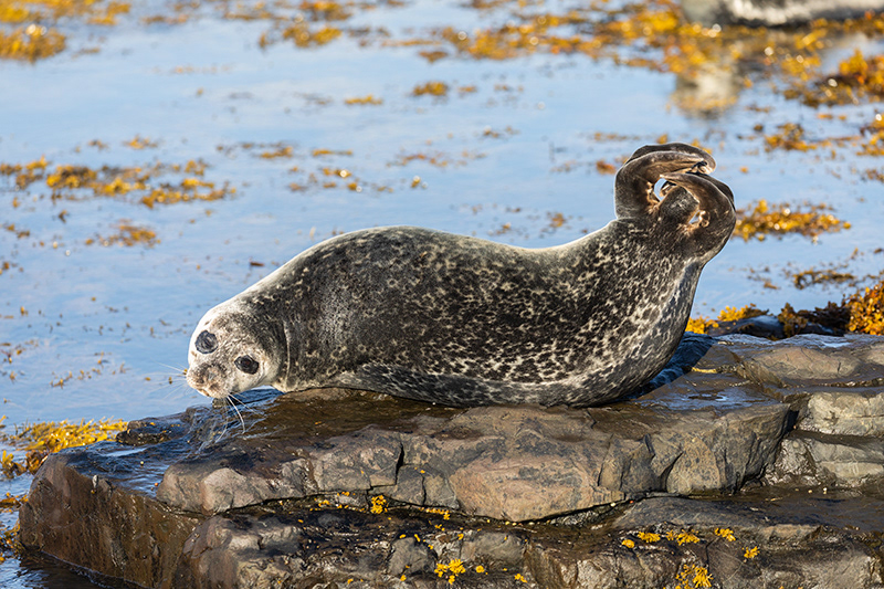 Seals at Ytri Tunga