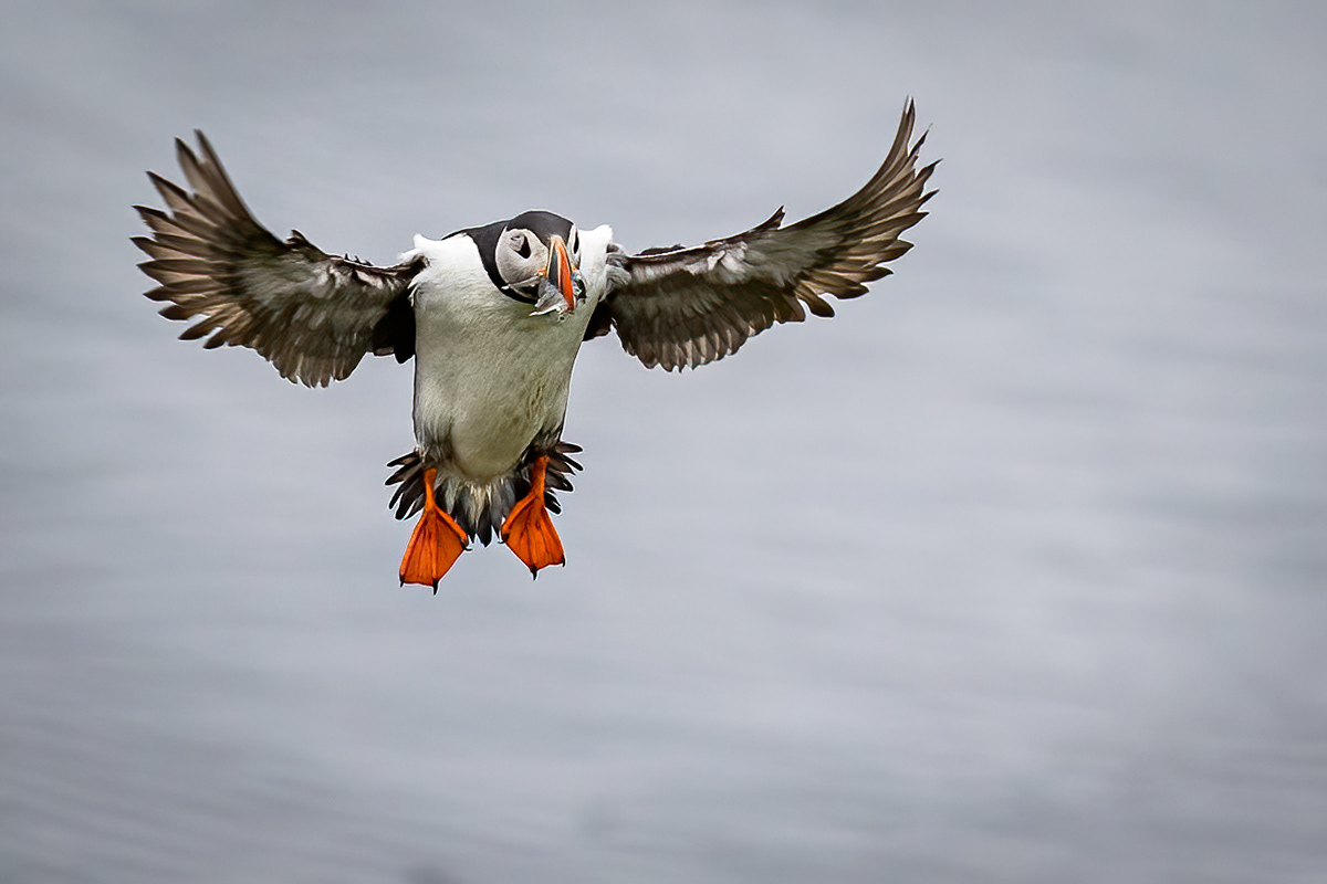 Puffins at Borgarfjörður eystri