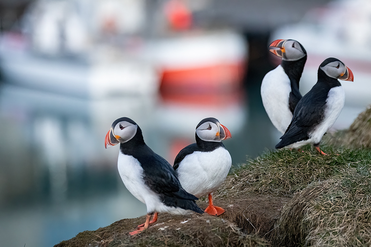 Puffin at Borgarfjörður eystri