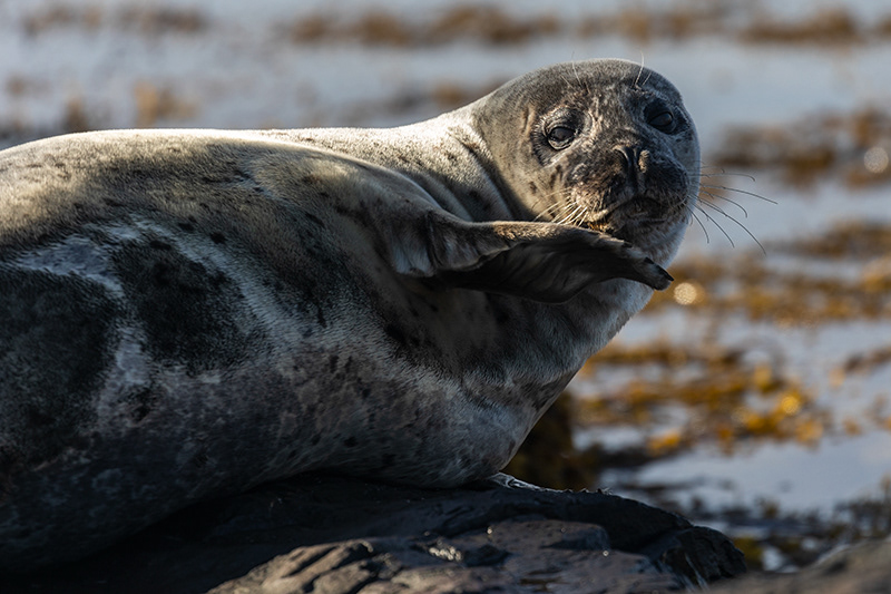 Seals at Ytri Tunga