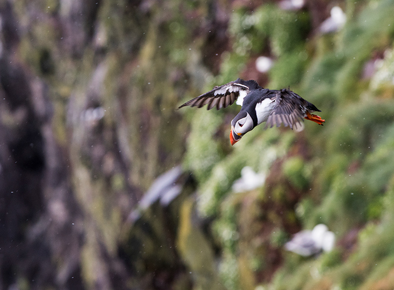 Puffin at Látrabjarg