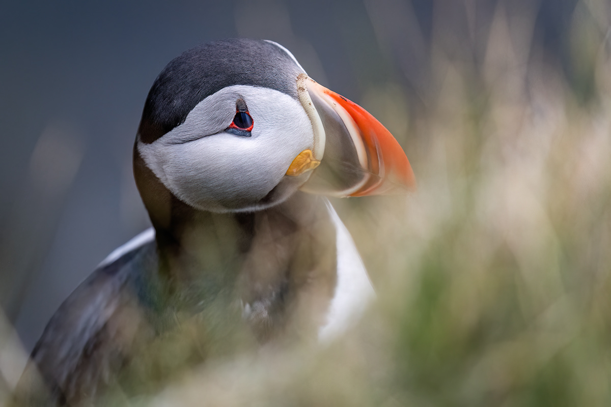 Puffin in Látrabjarg sea cliffs