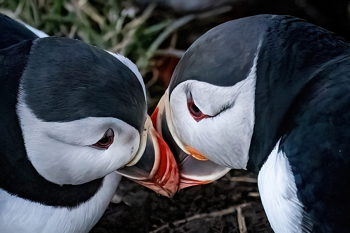 Puffin at Borgarfjörður eystri