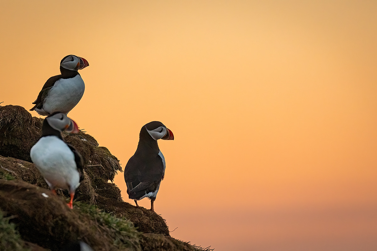Puffin at Borgarfjörður eystri